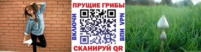 Псилоцибиновые грибы прущие грибы Смоленск